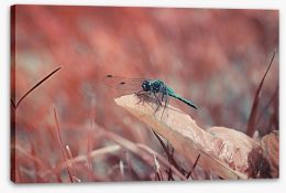 Insects Stretched Canvas 216651948