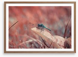 Insects Framed Art Print 216651948