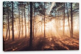 Forests Stretched Canvas 217603290
