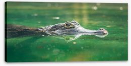Reptiles / Amphibian Stretched Canvas 218197117