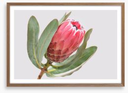 Protea sylvia Framed Art Print 218885137