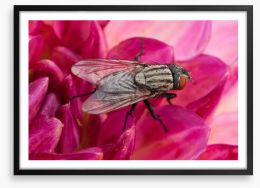 Insects Framed Art Print 219671404