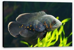 Fish / Aquatic Stretched Canvas 219689885