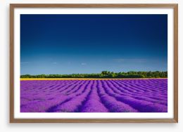 Lavender summer Framed Art Print 220750550