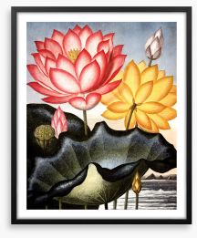 Lofty water lilies Framed Art Print 221102822