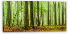 Forests Stretched Canvas 221284731