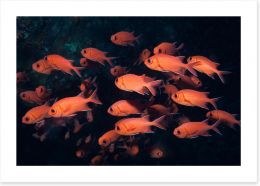 Fish / Aquatic Art Print 221471024