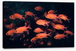 Fish / Aquatic Stretched Canvas 221471024