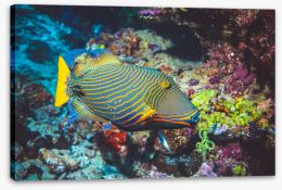 Fish / Aquatic Stretched Canvas 221471337