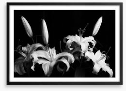Three late lilies Framed Art Print 222321286