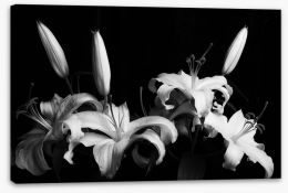 Black and White Stretched Canvas 222321286
