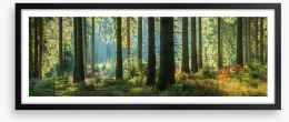 Forest light panorama Framed Art Print 222633354