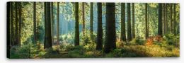 Forests Stretched Canvas 222633354