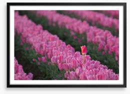 The tall tulip Framed Art Print 222870660
