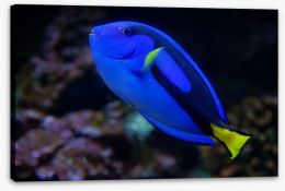 Fish / Aquatic Stretched Canvas 224130875