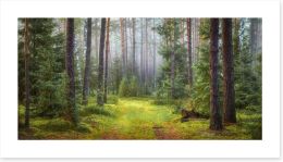 Forests Art Print 224193192