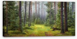 Forests Stretched Canvas 224193192