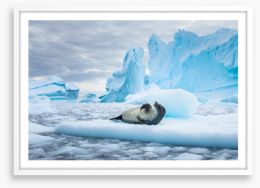 Chilled out Framed Art Print 225078844