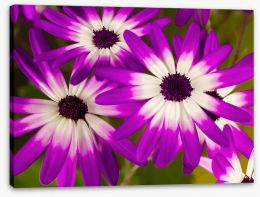 Flowers Stretched Canvas 225678806