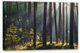 Forests Stretched Canvas 226104623