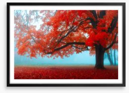 Maple tree mist Framed Art Print 227299298