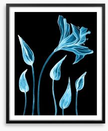 Luminous lilies Framed Art Print 227424388