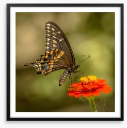 Butterflies Framed Art Print 228757934