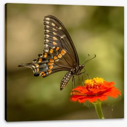 Butterflies Stretched Canvas 228757934