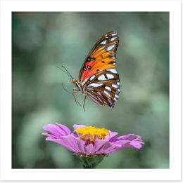 Butterflies Art Print 228758052