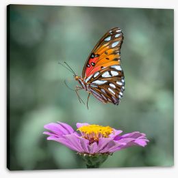Butterflies Stretched Canvas 228758052