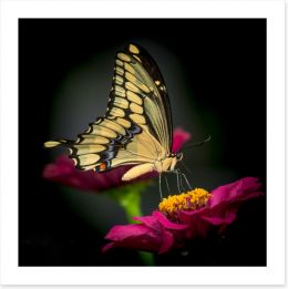 Butterflies Art Print 228758159