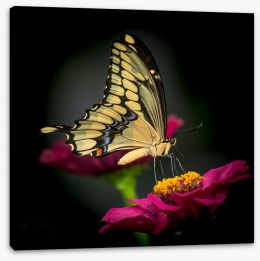 Butterflies Stretched Canvas 228758159