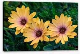 Flowers Stretched Canvas 231637584