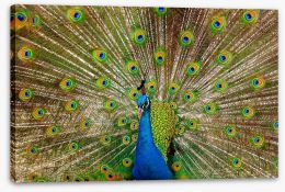 Peacock pride Stretched Canvas 23385966