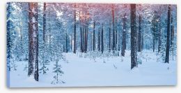 Forests Stretched Canvas 237993665