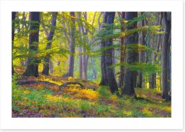 Forests Art Print 238434635
