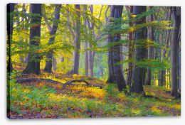 Forests Stretched Canvas 238434635