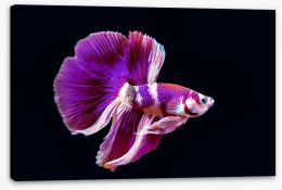 Fish / Aquatic Stretched Canvas 239108696