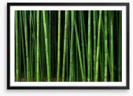 Through the bamboo Framed Art Print 239710126
