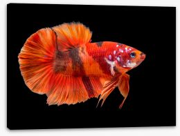 Fish / Aquatic Stretched Canvas 242129015