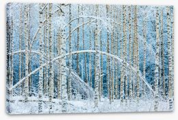 Forests Stretched Canvas 242694750