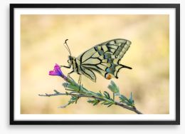 Old world swallowtail Framed Art Print 242856107