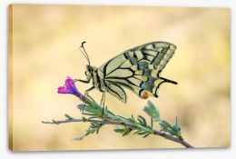 Butterflies Stretched Canvas 242856107