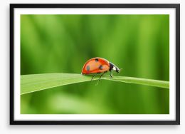 Insects Framed Art Print 24327784