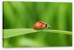 Insects Stretched Canvas 24327784