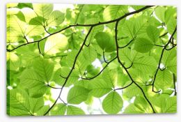 Leaves Stretched Canvas 24457770