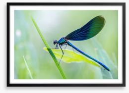 Insects Framed Art Print 245479178
