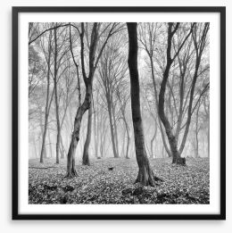 Forests Framed Art Print 246185234