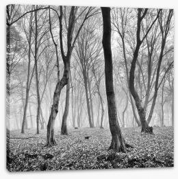 Forests Stretched Canvas 246185234