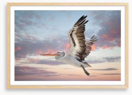 Perth sky pelican Framed Art Print 246983634